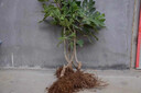 無(wú)花果樹(shù)果苗帶果矮化盆栽特大果波姬紅金傲芬斯特拉無(wú)花果苗樹(shù)苗 格萊斯6年苗當年結果（帶土帶葉發(fā)貨） 81cm(含)-110cm(含) 曬單實(shí)拍圖