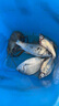 熊火打水桶釣魚(yú)桶多功能裝魚(yú)桶折疊便攜釣箱活魚(yú)桶帶側兜打水桶8L 曬單實(shí)拍圖