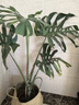 植男植女龜背竹盆栽大型室內客廳植物大葉綠植庭院前臺老樁提根源頭直發(fā) 曬單實(shí)拍圖