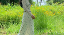 UR2025秋季新款女裝蝴蝶結V領(lǐng)碎花木耳邊長(cháng)袖T恤UYL450054 米白 （領(lǐng)口偏低） S 曬單實(shí)拍圖