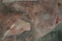 內蒙古多肉羊蝎子原切羊肉錫林郭勒乳羔羊清真羊脊骨火鍋食材 多肉羊脊骨3斤 曬單實(shí)拍圖