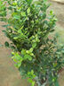 姬緣希特大果高產(chǎn)藍莓苗帶土發(fā)貨藍莓樹(shù)苗南方北方種植盆栽地栽藍莓果苗 L25 藍莓苗 8年大苗（結果超多）送2年苗2棵 曬單實(shí)拍圖