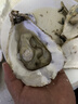 鮮海道 鮮活乳山生蠔5XL 凈重5斤 9-12只 生鮮海鮮貝類(lèi) 源頭直發(fā) 曬單實(shí)拍圖