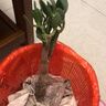 玉樹(shù)盆栽厚臉皮植物老樁多年生綠植陽(yáng)臺耐旱四季?；ɑ芏嗳庵参?玉樹(shù)5-6年苗 原土發(fā)貨 曬單實(shí)拍圖