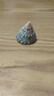 許愿瓶裝天然海螺貝殼海星組合海洋科普標本手工diy材料裝飾擺件 10個(gè)盲袋 曬單實(shí)拍圖