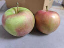 南步正宗東北國光小蘋(píng)果 遼寧特產(chǎn)五蓮國光老品種笨蘋(píng)果新鮮孕婦水果 5斤 精選小果【約24個(gè)】 曬單實(shí)拍圖