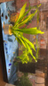 闊庭（KUOTING）魚(yú)缸一體缸自循環(huán)免換水魚(yú)缸家用小型桌面魚(yú)缸生態(tài)魚(yú)缸小魚(yú)缸黑色 曬單實(shí)拍圖
