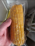 京鮮生東北白糯玉米250g*10棒 新鮮甜糯玉米棒真空包裝粘玉米 源頭直發(fā) 曬單實(shí)拍圖