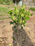 嫁接柚子樹(shù)苗紅心蜜柚盆栽地栽南北方種植三紅蜜柚苗羅紅柚子苗 三紅蜜柚5年苗【當年結果】 曬單實(shí)拍圖