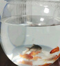 貝初眾魚(yú)缸小型魚(yú)缸圓形塑料缸仿玻璃一體生態(tài)桌面缸家用客廳金魚(yú)斗魚(yú)缸 輕巧高透魚(yú)缸 24*18.5*19.5cm【大號】 高透pet仿玻璃材質(zhì) 裸缸 打不破 摔不碎 久用不糊 曬單實(shí)拍圖