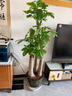 雅致1.8-2m三桿發(fā)財樹(shù)大型盆栽客廳綠植室內辦公室步步高升源頭直發(fā) 曬單實(shí)拍圖