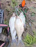谷道香戰江河釣魚(yú)餌料鄧剛推薦野釣專(zhuān)用全能餌料釣鯉魚(yú)鯽魚(yú)鰱鳙通殺餌料 3包【釣魚(yú)絕戶(hù)餌料】 曬單實(shí)拍圖