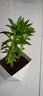 香水百合種球四季花卉好養(yǎng)易活盆栽室內(nèi)花植物種球濃香百合花種球 菲特多頭花包活包對(duì)版 百合種球一顆 曬單實(shí)拍圖