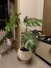 植男植女龜背竹盆栽大型室內客廳植物大葉綠植庭院前臺老樁提根源頭直發(fā) 曬單實(shí)拍圖