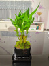 幼薇富貴竹植物迷你盆栽室內辦公室好養文昌竹綠植四季常青步步高花卉 富貴竹叢林+四方舍得PVC盆+方盤(pán) 帶盆栽好 曬單實(shí)拍圖