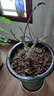 花翁盆栽花卉綠植盆景 (5年2cm老樁)精品垂絲海棠花+肥料源頭直發(fā) 曬單實(shí)拍圖