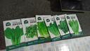北蔬 蔬菜種子種苗大全生菜香菜菠菜秋季陽(yáng)臺菜籽 6種葉菜類(lèi)蔬菜種子 曬單實(shí)拍圖