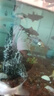 錦鯉魚(yú)活體觀(guān)賞魚(yú)活魚(yú)小型易養冷水淡水魚(yú)小魚(yú)苗錦鯉金魚(yú)好看錦鯉 6-8cm 六色錦鯉套餐6條 曬單實(shí)拍圖