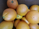 新奇士（Sunkist） 澳洲黑標(biāo)晚熟臍橙 8斤禮盒裝  單果220g起 新鮮水果禮盒 曬單實(shí)拍圖