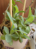 牧高笛（MOBIGARDEN）防潮墊 戶(hù)外露營(yíng)加寬加厚折疊充氣單人氣墊床 NX20663004 玄鐵灰 曬單實(shí)拍圖