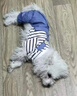 阿莫爾狗狗衣服可牽引寵物四腳衣泰迪比熊博美小型犬寵物貓咪春秋季外套 三小熊背帶褲 XS 建議1-3斤 具體參考尺碼表 曬單實(shí)拍圖