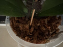 美樂棵智利天然水苔特優(yōu)干水苔蝴蝶蘭專用營養(yǎng)土蘭花文心蘭文石斛心蘭 智利進口水苔150g*2 曬單實拍圖