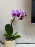 蝴蝶蘭花苗帶花苞客廳辦公室室內桌面裝飾花卉植物四季好養盆栽 寶貝蝴蝶蘭-裸苗（帶花苞+半開(kāi)放） 曬單實(shí)拍圖