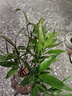 驅蚊竹柏水培植物大棵室內水養綠植花卉盆栽辦公室桌面驅蚊草好養 精選竹柏10顆+透明鉆石瓶+肥料+彩石 曬單實(shí)拍圖