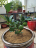 葉之靜檸檬樹(shù)苗 陽(yáng)臺 庭院植物 南方北方種植 果樹(shù)苗 當年顆結果 香水檸檬 五年大苗當年結果 曬單實(shí)拍圖