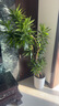植男植女大型盆栽 發(fā)財樹(shù)天堂鳥(niǎo)辦公室內開(kāi)業(yè)喬遷禮 造型百合竹源頭直發(fā) 曬單實(shí)拍圖