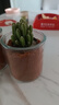 多肉植物仙人掌盆栽室內肉肉仙人球小盆栽開(kāi)花可愛(ài)桌面綠植 白雪光+玻璃盆+黃金砂+營(yíng)養土 含盆 曬單實(shí)拍圖