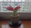 八芽如意盆栽吉利紅室內好養花卉小綠植辦公桌面植物盆景源頭直發(fā)包郵 迷你吉利紅-星徽盆-紫砂托盤(pán) 帶陶瓷盆栽好 曬單實(shí)拍圖