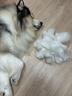 伯納天純狗糧中大型犬全價(jià)成年犬糧17kg羊肉蔓越莓味 曬單實(shí)拍圖