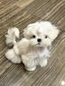 馬爾濟斯犬幼犬純種韓版小體寵物狗狗活體幼崽小型犬茶杯犬長(cháng)不大 寵物級 曬單實(shí)拍圖