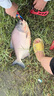 鯧魚(yú)花生肉香味餌料鳊魚(yú)鯉魚(yú)花生米打窩釣魚(yú)餌野釣昌魚(yú)垂釣顆粒餌 1瓶 紅鯧魚(yú)赤眼餌料 曬單實(shí)拍圖