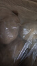 隴百味甘肅定西土豆2025年新挖粉糯面沙高山小洋芋鮮馬鈴薯定西特產(chǎn) 3兩起 9斤中大果 曬單實(shí)拍圖