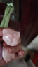 春季新款甜美百搭郁金香花朵大腸發(fā)圈感氣質(zhì)頭繩扎高馬尾發(fā)飾 郁金香飄帶發(fā)圈-粉色 曬單實(shí)拍圖