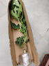 無(wú)花果樹(shù)果苗特大果波姬紅帶果矮化盆栽四季結果南北方陽(yáng)臺可種植 斯特拉品種-5年苗【當年結果】 曬單實(shí)拍圖