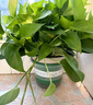雙盟綠蘿盆栽除甲醛花卉綠植辦公室180款加侖自吸水盆8盆裝源頭直發(fā) 曬單實(shí)拍圖