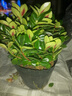 四季常青金魚(yú)花吊蘭盆栽室內綠植花卉多肉植物發(fā)財樹(shù)好養易活客廳 金魚(yú)吊蘭【整盆20-30顆】原盆土 曬單實(shí)拍圖