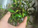 新鮮現采石橄欖新鮮雙葉大果石仙桃果上葉燉湯煲湯味甘清甜 1斤裝 5斤雙葉 曬單實(shí)拍圖