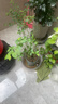 特大果高產(chǎn)藍莓苗帶土發(fā)貨藍莓樹(shù)苗南方北方種植盆栽地栽當年結果 5年苗（當年結果多） 40cm(含)-50cm(不含) 曬單實(shí)拍圖