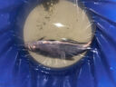 龍王恨魚(yú)餌藍鯽X5腥香綜合通殺釣魚(yú)餌料湖庫黑坑野釣鯽鯉草青鳊魚(yú)食魚(yú)餌 曬單實(shí)拍圖