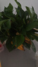 行湘綠蘿盆栽水培綠植新房除甲醛植物 180#原盆12盆+吸水盆 源頭直發(fā) 曬單實拍圖