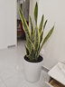植男植女大型金邊虎皮蘭植物客廳臥室辦公室綠色觀(guān)葉花卉綠植盆栽源頭直發(fā) 曬單實(shí)拍圖