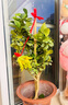 佛手樹(shù)盆栽帶果金華佛手柑樹(shù)苗可食用室內觀(guān)賞庭院好養植物 金佛手6年苗【帶果發(fā)貨】 曬單實(shí)拍圖