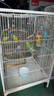 茨格曼鸚鵡飼料1200ml混合鳥(niǎo)糧 五色黍子牡丹虎皮玄鳳八哥畫蘆丁雞飼料 曬單實(shí)拍圖