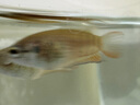 YEE超白魚(yú)缸桌面客廳生態(tài)斗金魚(yú)烏龜缸造景小型水草養魚(yú)玻璃裸缸30cm 曬單實(shí)拍圖