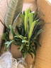 春羽盆栽植物水培如意皇后觀(guān)葉綠植鴨腳木金鉆盆栽竹柏小紅掌 黑金剛1株 曬單實(shí)拍圖