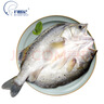 釣魚(yú)記海鱸魚(yú)0.8斤-1斤/條 三去調味 地標品 冷凍真空鎖鮮 生鮮 魚(yú)類(lèi) 曬單實(shí)拍圖